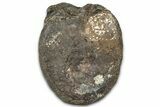 Fossil Iguanodontian Caudal Vertebra - Isle of Wight, England #325120-3